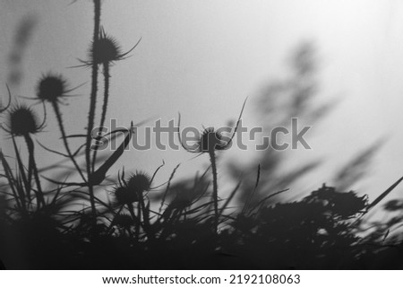 grass and flowers silhouette behind white transparent paper, shadows from plants. Beautiful art background of plant leaves.