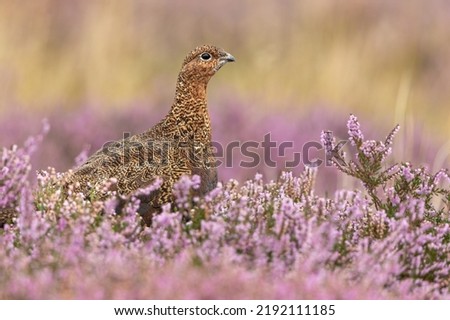 Close up of a Red Grouse in late summer when the heather is in full bloom. Alert and facing right.  Scientific name: Lagopus Lagopus. Clean background.  Horizontal, Copy space.
