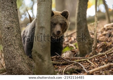 Brown bear hiding behind a tree in woodland with copy space. Royalty-Free Stock Photo #2192116485