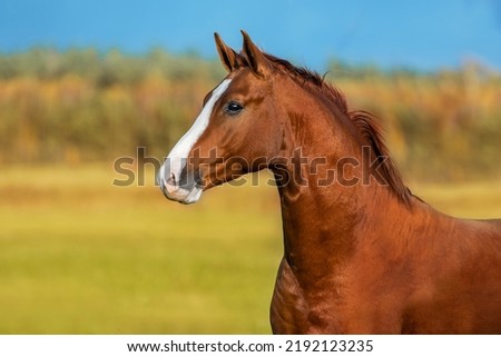 Beautiful red horse in autumn. Don breed horse.