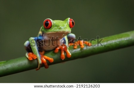 Red-eyed Tree Frog in Costa Rica  Royalty-Free Stock Photo #2192126203