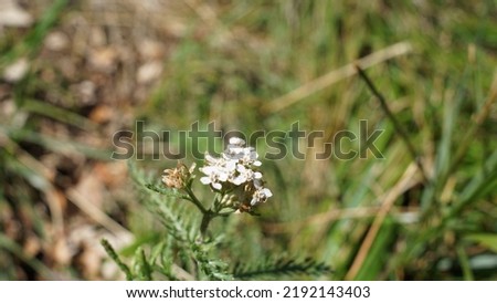 Yarrow, common yarrow (Achillea millefolium). Tiny white small flowers- Summer season