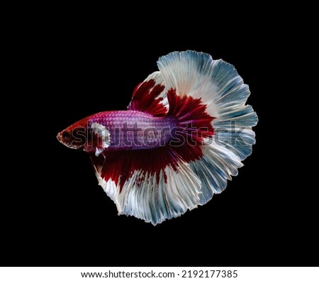 Siamese fighting fish or Betta splendens fish, popular aquarium fish in Thailand. Red and white half moon tail betta fighting fish motion isolated on black background