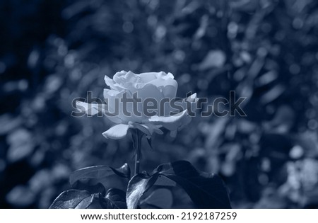 Art photo rose petals isolated on the Black background. Closeup. For design, texture, background. Nature. Black and white photography.