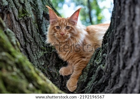 A lovely big red maine coon kitten sitting on a tree in a forest in summer. Royalty-Free Stock Photo #2192196567