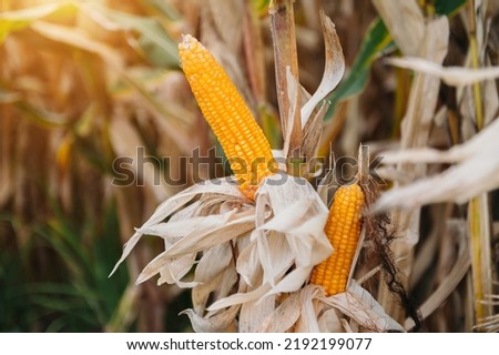 A selective focus picture of corn cob in organic corn field. corn waiting to be harvested in sun light

