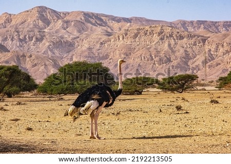 Ostrich in Hay-Bar Yotvata Nature Reserve, Israel.
