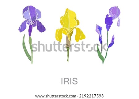 Decorative hand drawn iris flowers, design elements. Can be used for cards, invitations, banners, posters, print design. Floral background
