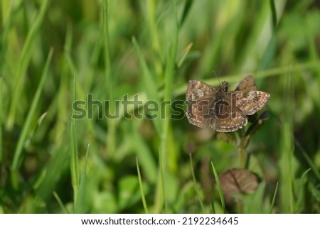 Close up picture of a dingy skipper moth in the wild, tiny brown butterfly