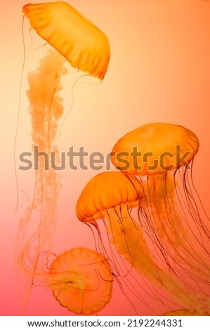 A perfect picture of colored jellyfish. 