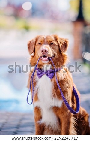 Nova Scotia Duck Tolling Retriever dog at the city. Dog collar and leash. Pet supplies. Dog walking. Lifestyle with dog Royalty-Free Stock Photo #2192247717