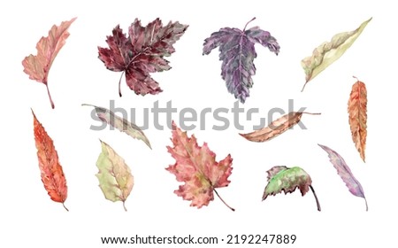 Autumn collection of falling leaves. Set of colorful leaves of linden, oak, poplar, birch. Herbarium. Hand drawn watercolor illustration isolated white background elements for card design, banner. 