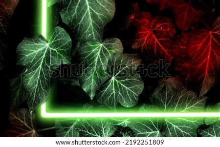dark green leaves background of hedera helis in neon green light