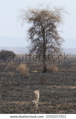 Wild cheetah walking on a burned area. Hope and freedom concept