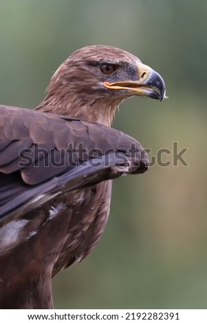 Beautiful Eagle with shallow depth of field