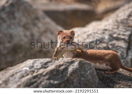 Least Weasel - Mustela Nivalis - a small predatory mammal with brown white fur, weasel with hunted sand lizard returns to the burrow with prey, stony shore of the lake. Royalty-Free Stock Photo #2192291551