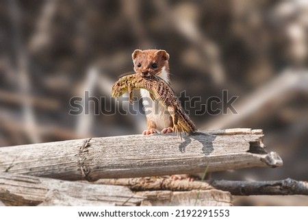 Least Weasel - Mustela Nivalis - a small predatory mammal with brown white fur, weasel with hunted sand lizard returns to the burrow with prey, stony shore of the lake. Royalty-Free Stock Photo #2192291553