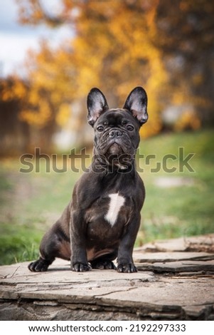 portrait of a French bulldog puppy of tiger color in an autumn park Royalty-Free Stock Photo #2192297333