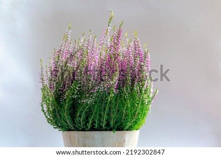 Selective focus of purple flowers Calluna vulgaris flower pot, Heath, ling or simply heather is the sole species in the genus Calluna in the flowering plant family Ericaceae, Nature floral background. Royalty-Free Stock Photo #2192302847