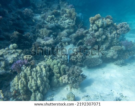 Trumpet Fish in the egyptian red sea