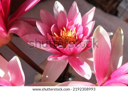 pink water lilly flowers in full bloom 