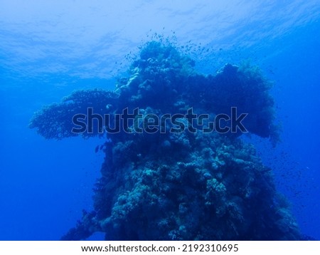 Scuba diving in the red sea