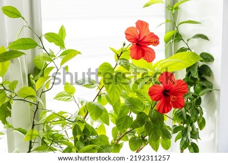 Various home plants: hibiscus, avocado tree and orange tree, concept of eco home garden. Houseplants in a modern interior. 