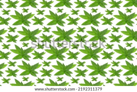 Seamless pattern mint plant isolated on white.