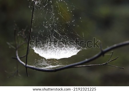 Cobweb or spiderweb natural rain pattern background close-up. Cobweb with drops of rain pattern in blue light. Cobweb net texture with morning rain bokeh. Partial blur view lines spider web necklace Royalty-Free Stock Photo #2192321225
