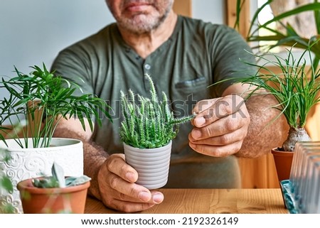 Mature bearded man holding a pot with cactus. Taking care of home flowers and succulents, planting and sprinkling water on the plants. Home gardening.