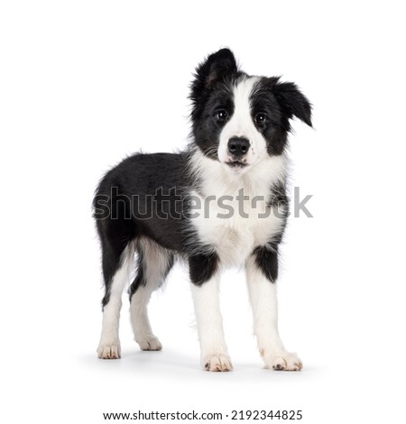 Super adorable typical black with white Border Collie dog pup, standing side ways. Looking towards camera with the sweetest eyes. Isolated on a white background.