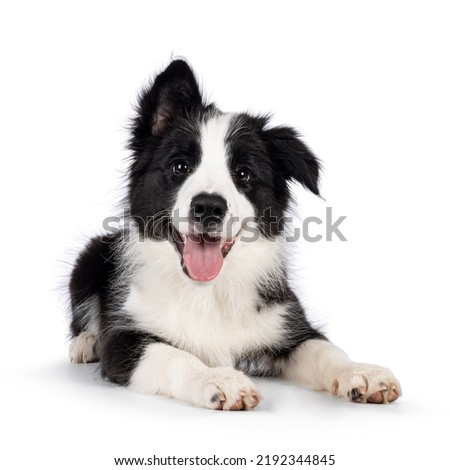 Super adorable typical black with white Border Collie dog pup, laying down facing front. Looking towards camera with the sweetest eyes. Pink tongue out panting. Isolated on a white background. Royalty-Free Stock Photo #2192344845