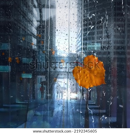  rainy city rain drops on wndow glass and yellow leaves pedestrian walk with umberellas Autumn weather 