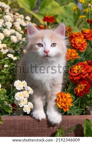 cute kitten cat stands in bright summer flowers in the garden looks at the camera close-up. High quality photo Royalty-Free Stock Photo #2192346009