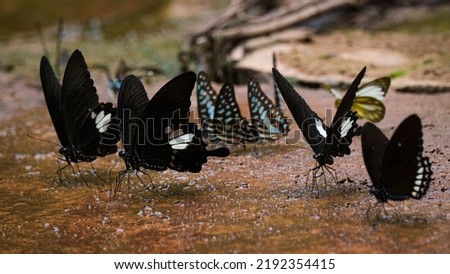 Beautiful butterflies by the stream in Ma Da forest, Dong Nai province, Vietnam