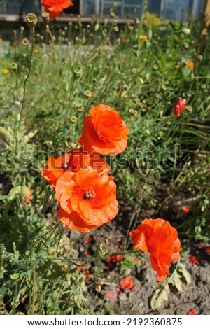 blooming Papaver rupifragum Tangerine Parfait. Pale orange semi-double poppy flowers in a summer garden on a flower bed. Floral wallpaper.