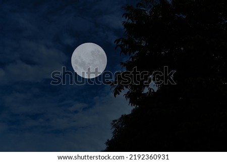Full moon on sky with tree branch silhouette in the night.