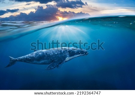 whale in half air (whale) Royalty-Free Stock Photo #2192364747