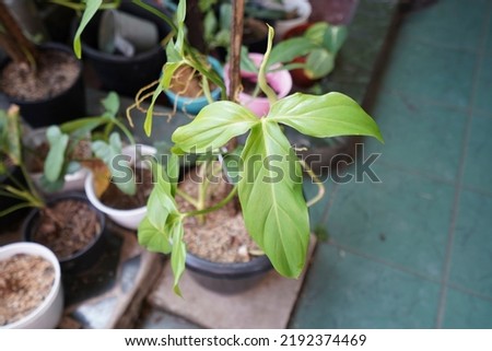 Sanctamarinense Philodendron is a Philodendron is a kind of plant from the Araceae tribe