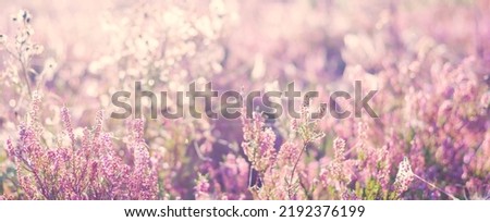 Blooming purple and pink heather flowers Calluna vulgaris, spider web. Panoramic image. Pure nature, botany, gardening, environment, ecology Royalty-Free Stock Photo #2192376199
