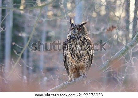 portrait of a eagle owl in the nature. Bubo bubo. Beautiful eagle owl sitting on the branch. Wildlife scene from nature.