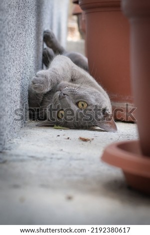 Russian blue cat lying playfully on its back next to a wall 