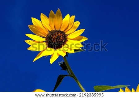 Sunflower at the top of its stalk with adeep blue sky behind it.