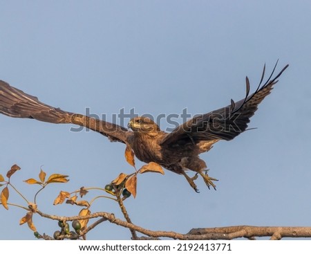 A Black Kite taking off from a tree