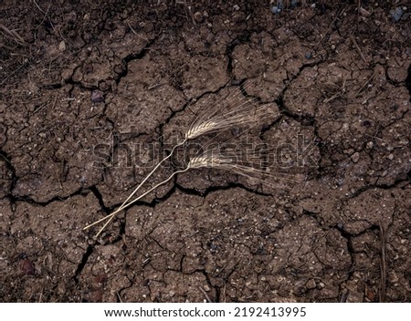 Two ears of wheat lying in the ground, surface of agricultiral field from above. Draught, food crisis concept Royalty-Free Stock Photo #2192413995