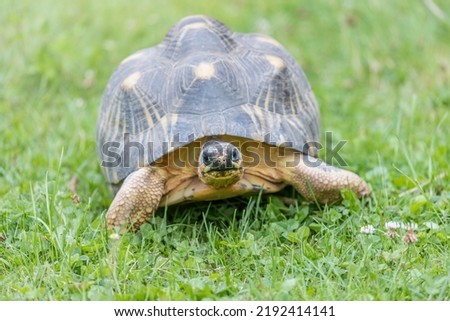 Front view of radiated tortoise walking in the grass. Horizontally. 