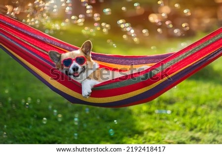  cute corgi dog puppy lies in a hammock in a sunny summer garden on a hot day surrounded by soap bubbles