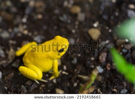 Golden Poison Frog closeup picture