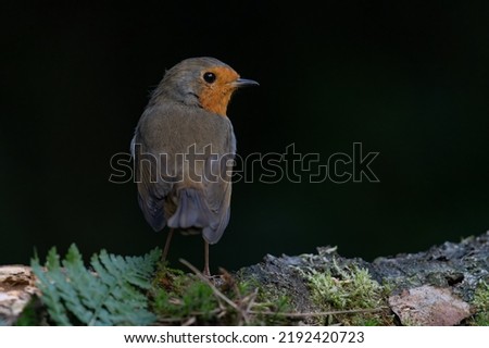 Robin (Erithacus rubecula) on a branch in the forest of Noord Brabant in the Netherlands. Dark background.                                                             