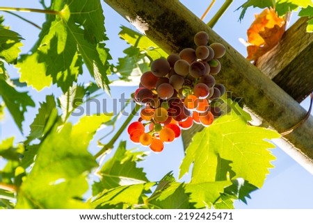 Close up of delicious ripe red grapes hanging from the vine.